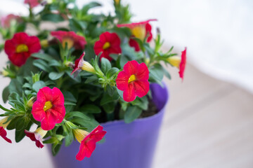 カリブラコア・ガーデニング・園芸・花・植物・ポット