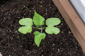 朝顔・発芽・双葉・ガーデニング・園芸・花・植物
