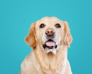 Cute gold Labrador dog with color on blue background