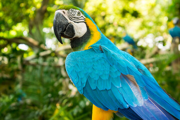 Guacamayo Colorido