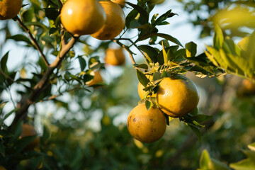 Ripe oranges on branches have green leaves Orange in farm.