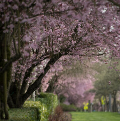 Cherry bloom over village street in Seattle suburub