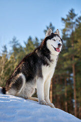 Cute husky dog in sunny winter forest.