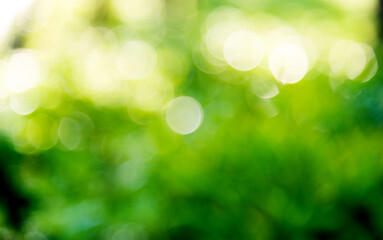 Obraz premium Natural green background
