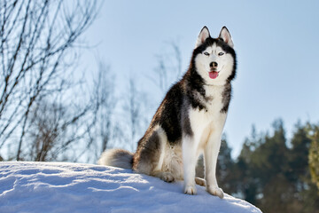 Portrait siberian husky dog in sunny winter forest.
