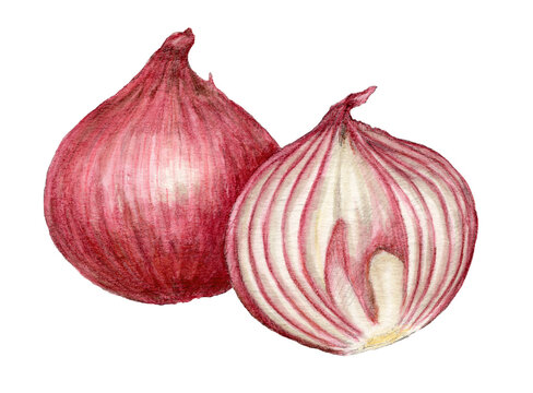 赤玉ねぎ Images Browse 379 Stock Photos Vectors And Video Adobe Stock