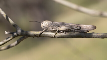 Shooting of migratory grasshopper on tree