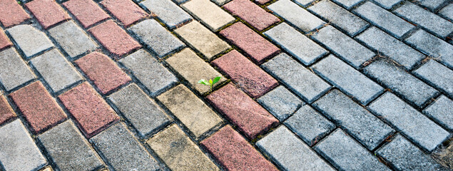 Small plant growing on cracked street