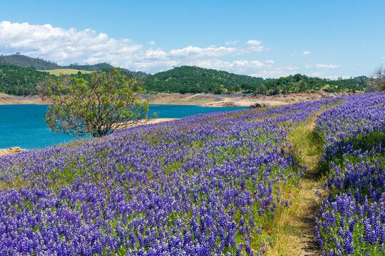 Wildflower lupines super bloom purple fields on the scenic shore of drained Folsom Lake, California