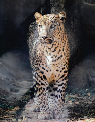 leopard in the zoo