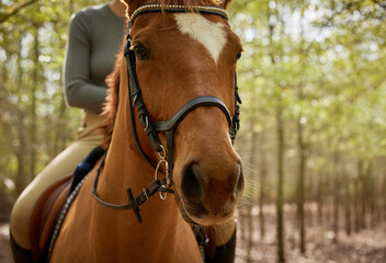 Fototapeta premium Loosening the reins in the forest. Cropped shot of an unrecognisable woman horseback riding in the forest during the day.