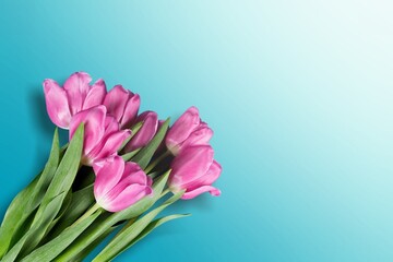 Stand with Ukraine. Independence day. Pink spring tulips on blue background.