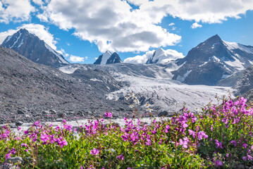 Fototapeta premium glacier mountains fireweed chamomile flowers summer