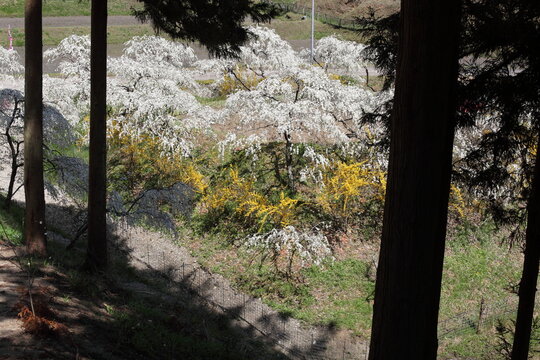 杉林の間に見える枝垂れ桃の花園