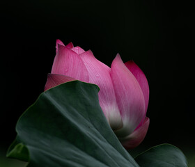  summer, lotus flowers blooming after rain