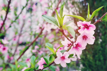 background of spring blossom tree. selective focus