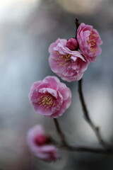 Obraz premium 紅梅