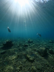 fish scenery underwater sun rays and sun beams