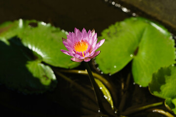 Pink lotus flower