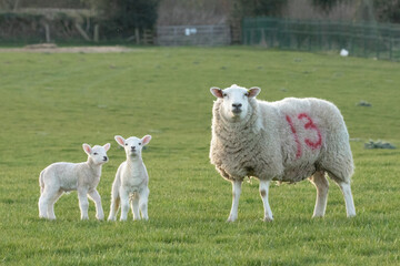 sheep and lamb