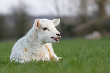newborn lamb