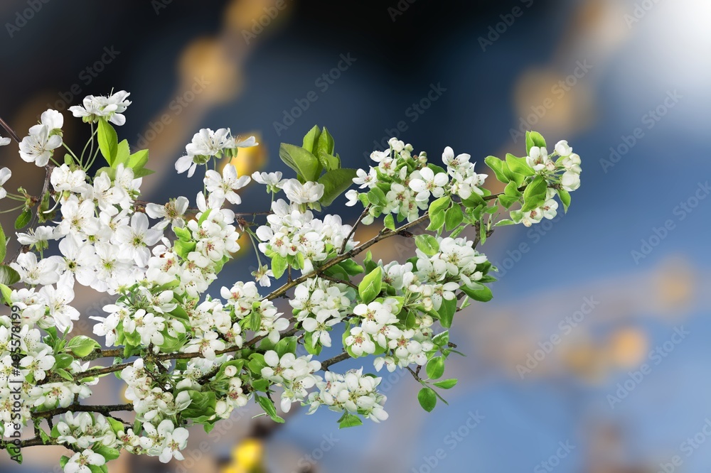 Wall mural Beautiful branches of white Cherry blossoms on the tree under sky background.