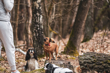 Small dogs paying attention to the owner. Doggy family with the human in the woods. Active day with pets. Selective focus on the details, blurred background.