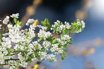 Beautiful branches of white Cherry blossoms on the tree under sky background.