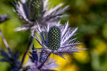 Eryngium alpinum flower growing in meadow