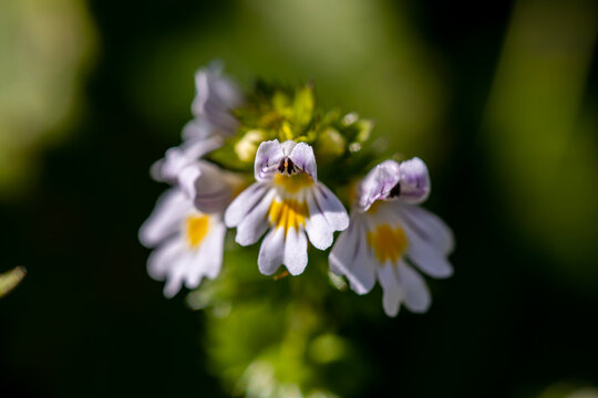 Euphrasia alpina flower growing in meadow, close up	