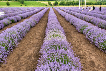 Drone view of a blossoming lavender field. Agriculture background.