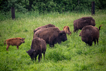 Large brown bisons in a field. Scary hairy animals grazing in a green meadow in an ecological farm in Lithuania. Selective focus on the details, blurred background.
