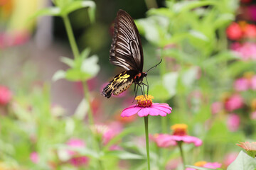 Colorful butterfly insect animal flying on beautiful bright zinnia flower field summer garden,  wildlife in nature backgroung.