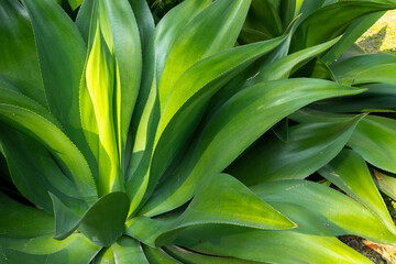 Close-up green tropical succulent plant pattern with soft yellow warm light at the park