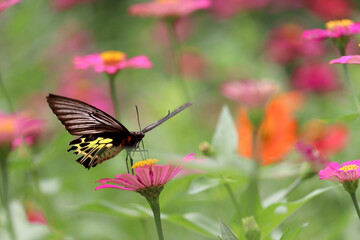 Colorful butterfly insect animal flying on beautiful bright zinnia flower field summer garden,  wildlife in nature backgroung.