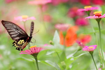 Colorful butterfly insect animal flying on beautiful bright zinnia flower field summer garden,  wildlife in nature backgroung.