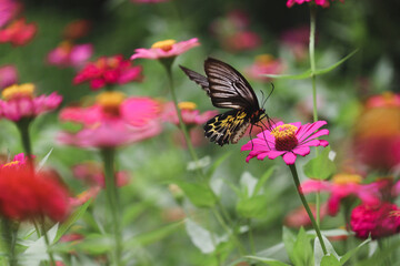 Colorful butterfly insect animal flying on beautiful bright zinnia flower field summer garden,  wildlife in nature backgroung.