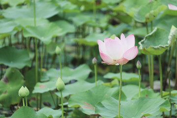 Beautiful bink lotus flower blooming in nature, surrounded by large green lotus leaves.