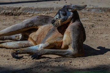 Fototapeta premium kangaroo lies in the sand