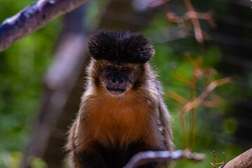 Fototapeta premium portrait brown monkey close-up of head