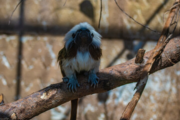 a small monkey on a branch