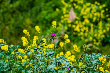 purple flower in the meadow