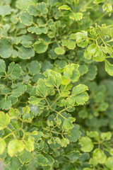 Tropical light green leaves pattern with warm soft light