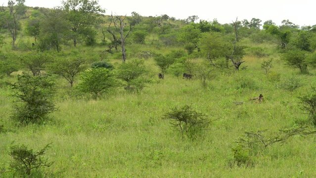 Pavian im Naturreservat Hluhluwe Nationalpark S&uuml;dafrika