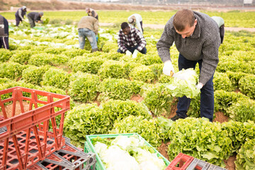 Several farmers harvest lettuce and put in boxes. High quality photo