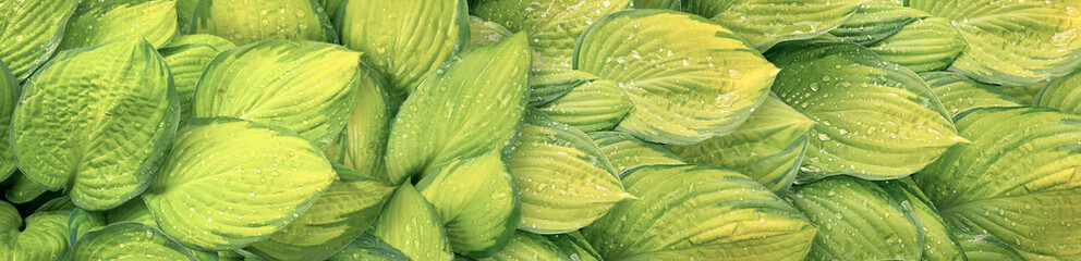 Green and yellow wet hosta leaves panoramic nature background - 495581542