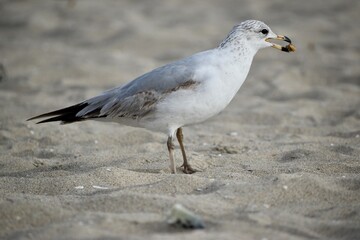 seagull snacking on the beach