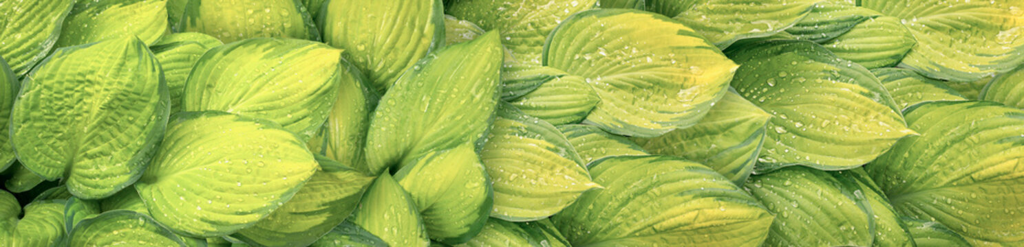 Green and yellow wet hosta leaves panoramic nature background