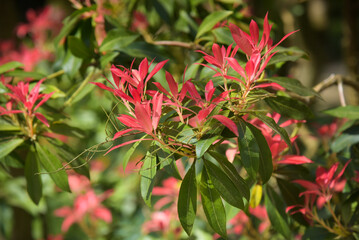 photography of a japan andromeda