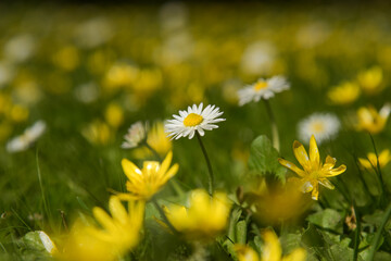 view of a field of daisies and buttercups